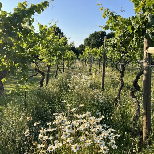 Photo 18-06-2025, 7 47 22 pm